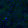 Thumbnail for dataset Fig3B_WT_Liver_mouse1_2