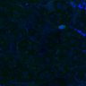 Thumbnail for Fig3B_WT_Liver_mouse4_1