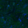 Thumbnail for dataset Fig3B_WT_Liver_mouse4_2