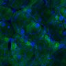 Thumbnail for dataset Fig3B_WT_Pancreas_mouse1_1