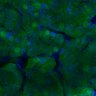 Thumbnail for dataset Fig3B_WT_Pancreas_mouse1_2