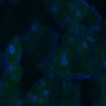 Thumbnail for Fig3B_WT_Pancreas_mouse2_2