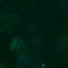 Thumbnail for dataset Fig3B_WT_Pancreas_mouse3_1