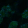Thumbnail for dataset Fig3B_WT_Pancreas_mouse3_2