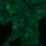 Thumbnail for dataset Fig3B_WT_Pancreas_mouse3_3