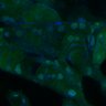 Thumbnail for dataset Fig3B_WT_Pancreas_mouse4_1