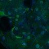 Thumbnail for dataset Fig3B_WT_Pancreas_mouse4_2