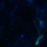 Thumbnail for Fig3B_WT_Pancreas_mouse4_4