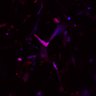 Thumbnail for dataset Fig4C_N1_ionomycine_BVRAKO1