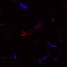 Thumbnail for dataset Fig4C_N1_ionomycine_WT1