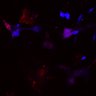 Thumbnail for Fig4C_N1_ionomycine_WT2
