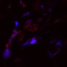 Thumbnail for dataset Fig4C_N1_ionomycine_WT3