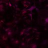 Thumbnail for Fig4C_N2_BVRAKO1