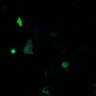 Thumbnail for dataset Fig5C_HeLa_WT2