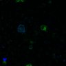 Thumbnail for dataset Fig5C_HeLa_WT3