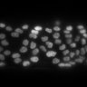 Thumbnail for dataset Figure4A