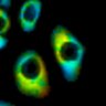 Thumbnail for dataset Fig1B_No1_afterFSK