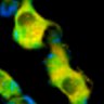 Thumbnail for dataset Fig1B_No4_beforeFSK