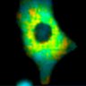 Thumbnail for dataset Fig1B_No5_afterFSK