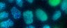 Thumbnail for dataset Figure4A_ERK