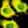 Thumbnail for dataset Fig1B_No8_afterFSK
