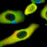 Thumbnail for dataset Fig1B_No9_afterFSK