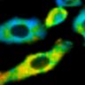 Thumbnail for dataset Fig1B_No9_beforeFSK