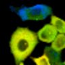 Thumbnail for dataset Fig1B_No10_beforeFSK