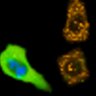 Thumbnail for dataset Fig1B_No11_afterFSK