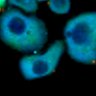 Thumbnail for dataset Fig1B_No12_beforeFSK