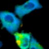 Thumbnail for dataset Fig1B_No13_beforeFSK