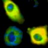 Thumbnail for dataset Fig1B_No14_beforeFSK