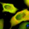 Thumbnail for dataset Fig1B_No15_afterFSK