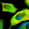 Thumbnail for dataset Fig1B_No15_beforeFSK