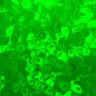 Thumbnail for dataset Fig2AB_HeLa_4493NES_BoosterPKA