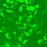 Thumbnail for dataset Fig2AB_HeLa_4589NES_PKA_TAmutant