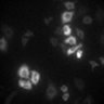 Thumbnail for dataset Figure5A_FSK_HeLa_FSKtiteration1_thumb_w2FRET