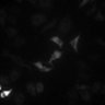 Thumbnail for dataset Figure5B_ISO_HeLa_Isotiteration_thumb_w1CFP