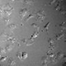 Thumbnail for dataset Figure5B_ISO_HeLa_Isotiteration_thumb_w5DIC-fast