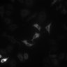 Thumbnail for dataset Figure5B_ISO_HeLa_Isotiteration_w2FRET