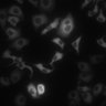 Thumbnail for dataset Figure5B_ISO_HeLa_Isotiteration_w3mKO2