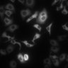 Thumbnail for dataset Figure5B_ISO_HeLa_Isotiteration_w4mKate2-FRET