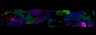 Thumbnail for Figure6C_opticflow