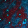 Thumbnail for dataset Figure7D_EarSkin_dbcAMP