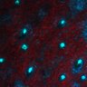 Thumbnail for Figure7D_EarSkin_dbcAMP_01