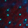 Thumbnail for dataset Figure7D_EarSkin_dbcAMP_02