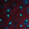 Thumbnail for dataset Figure7D_EarSkin_dbcAMP_03