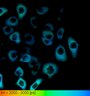 Thumbnail for FigureS2_HeLa_4514NES