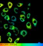 Thumbnail for dataset FigureS2_HeLa_4514NES_FSK