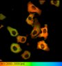 Thumbnail for dataset FigureS2_HeLa_4515NES_FSK